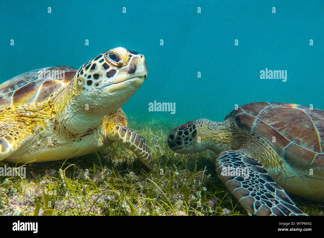 Two sea turtles underwater hires stock photography and images Alamy