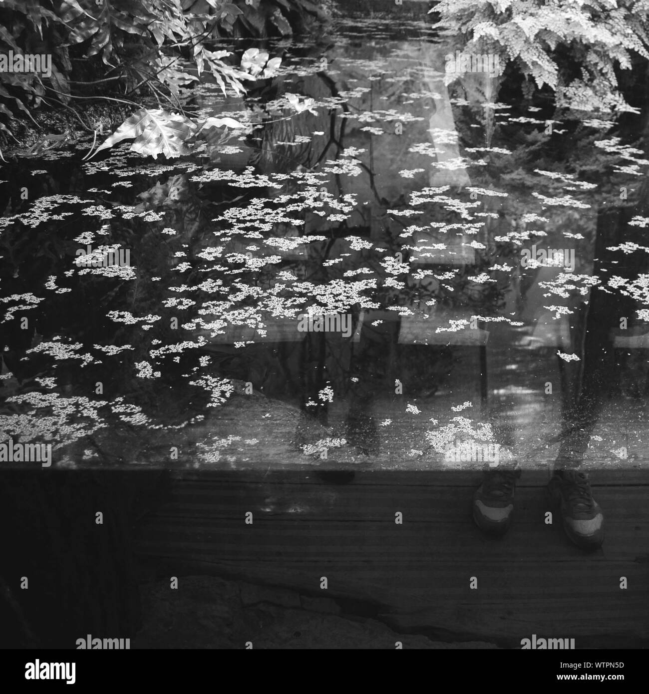Pond image Black and White Stock Photos & Images - Alamy