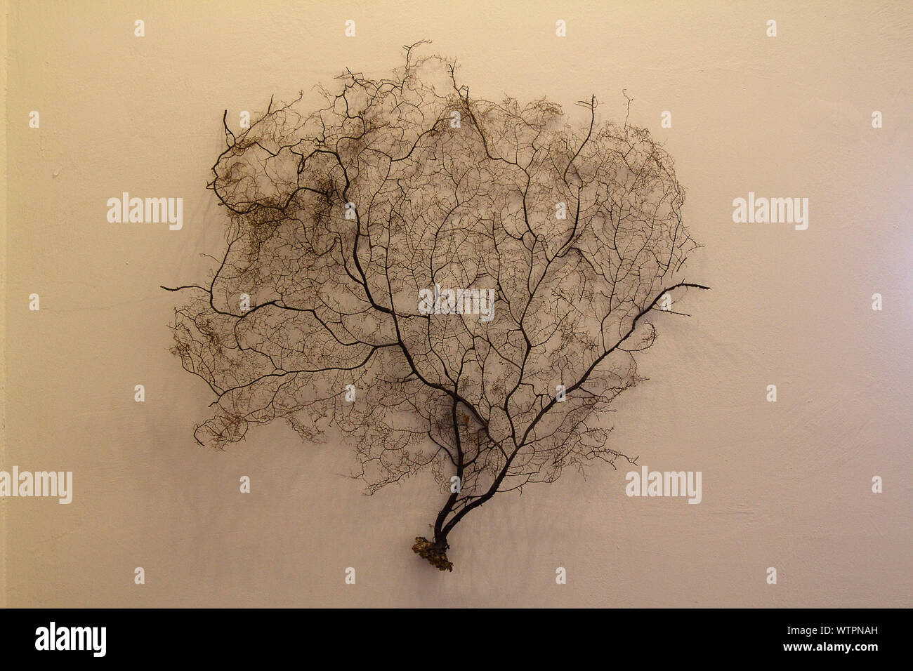 Old trees without leaves. A collection of old black trees with dry