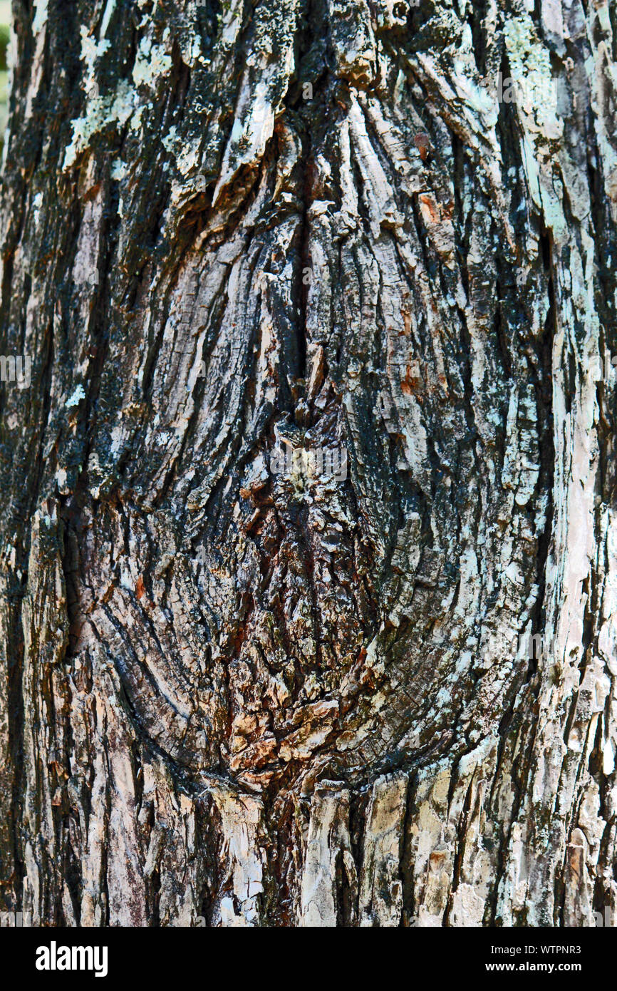 Tree Knot Stock Photo Alamy