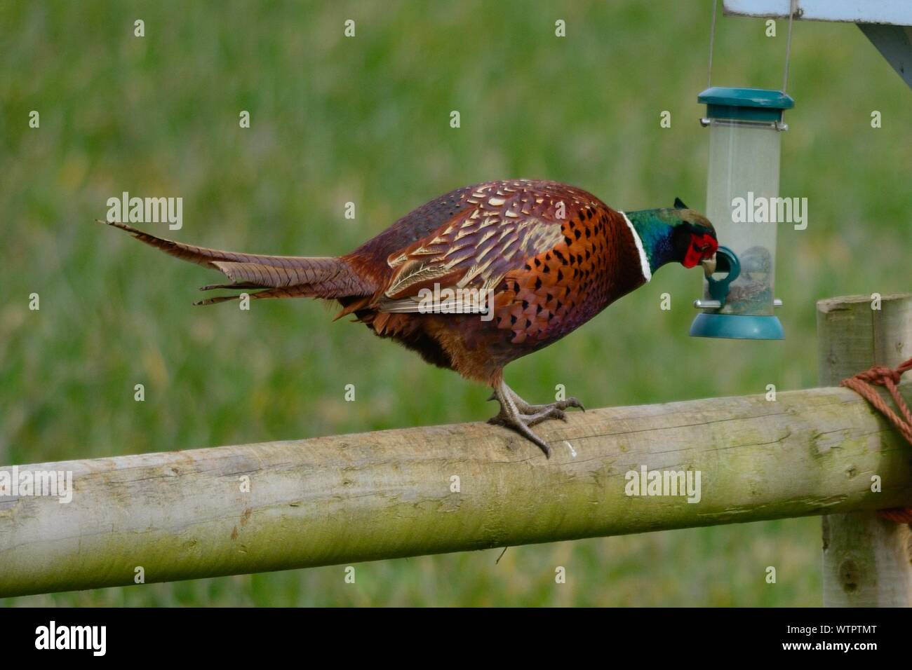 Pheasant Food Stock Photos Pheasant Food Stock Images Alamy