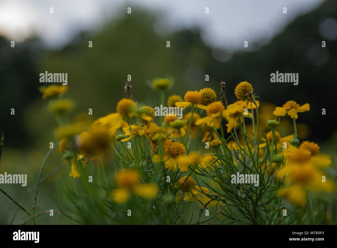 Yellow plant in wind hi-res stock photography and images - Alamy