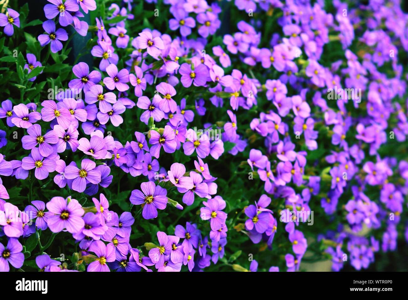 Aubretia Flowers Hi Res Stock Photography And Images Alamy