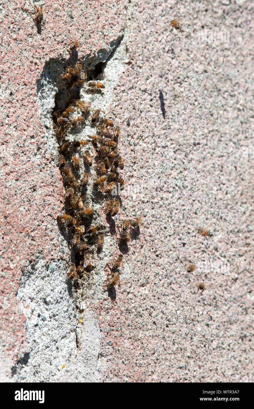 Ants hole hires stock photography and images Alamy