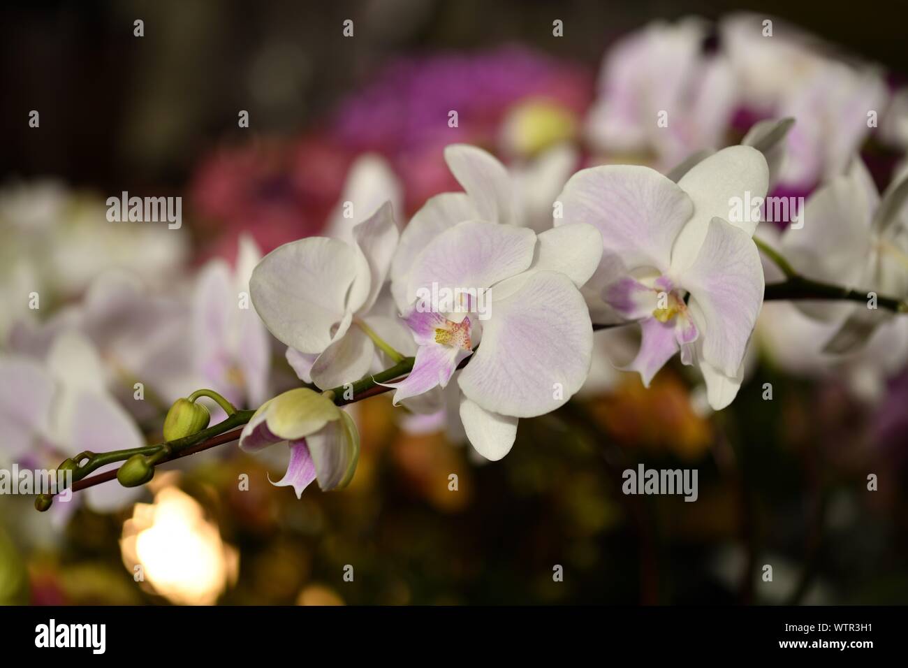 eautiful white orchid with pink close up Stock Photo