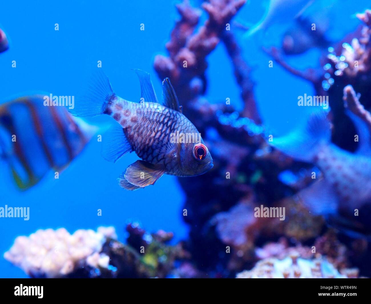 Long nosed fish hi-res stock photography and images - Alamy