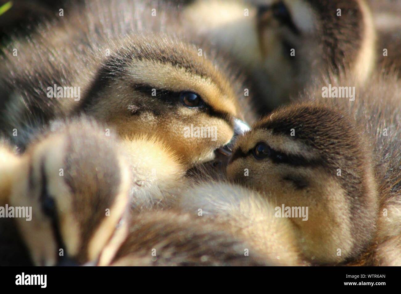 Large Group Of Baby Ducks Stock Photo Alamy