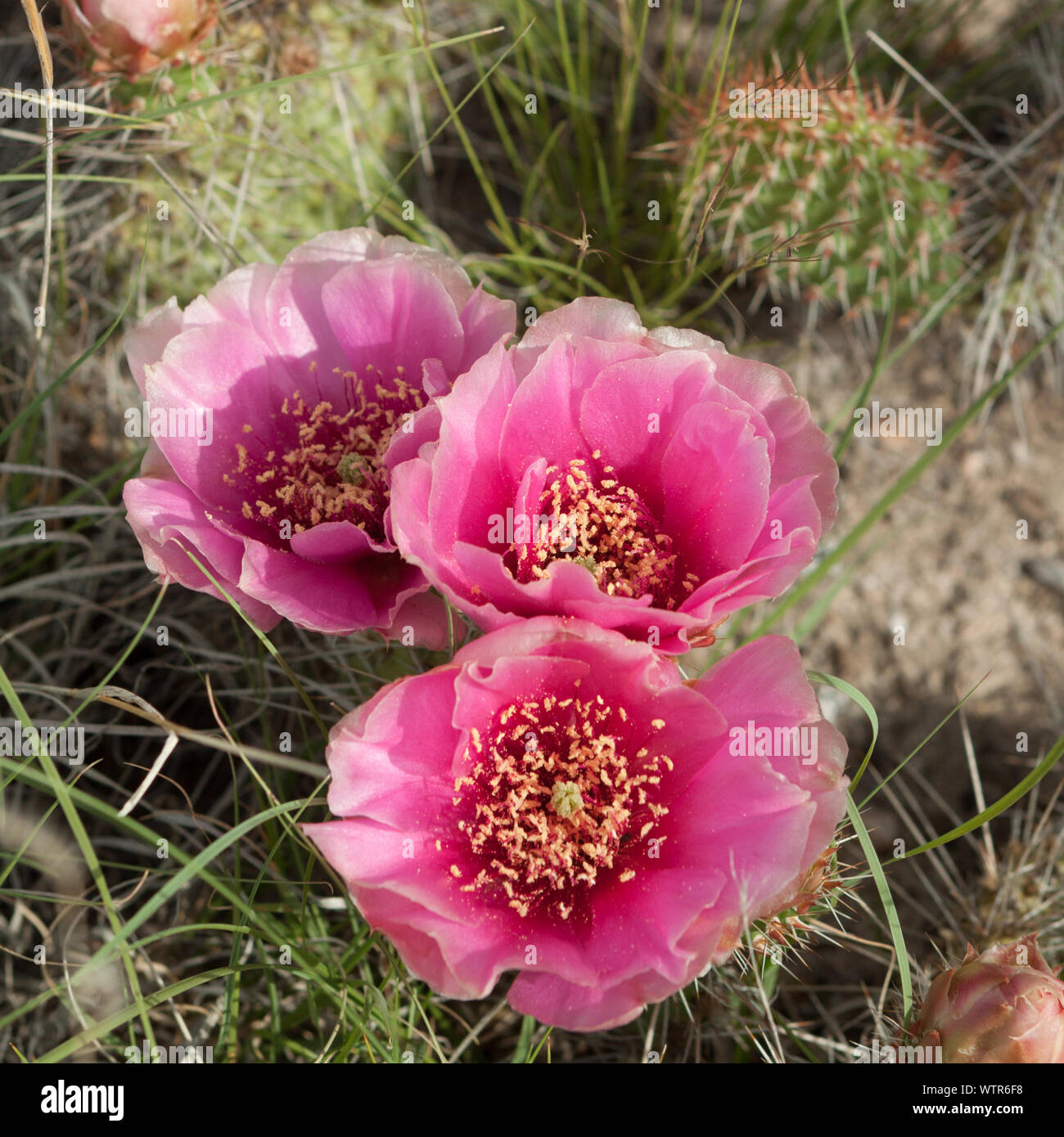 Three pink prickly pear blossoms in a square image Stock Photo