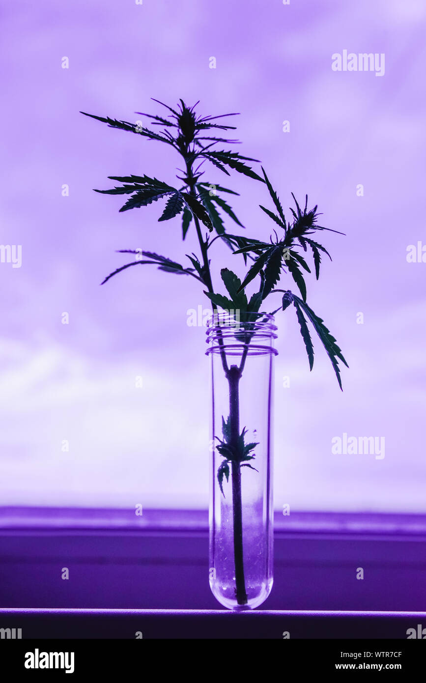 Cannabis leaf and bush in vitro. The concept of home grown hemp for oil, medical purposes. Medical laboratory Stock Photo