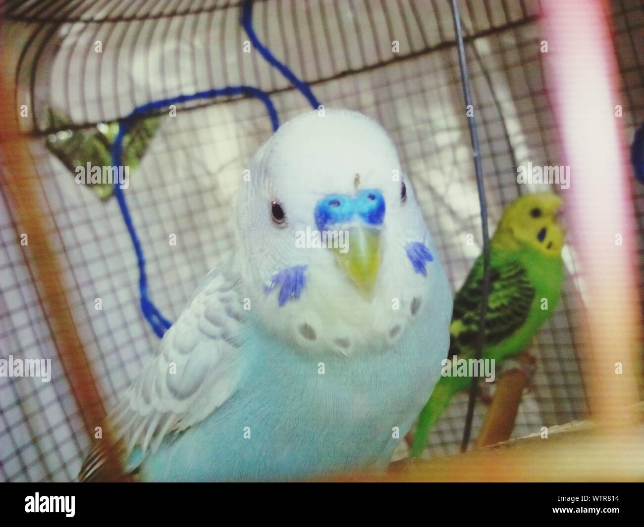 Close-up Of Budgerigar In Birdcage Stock Photo