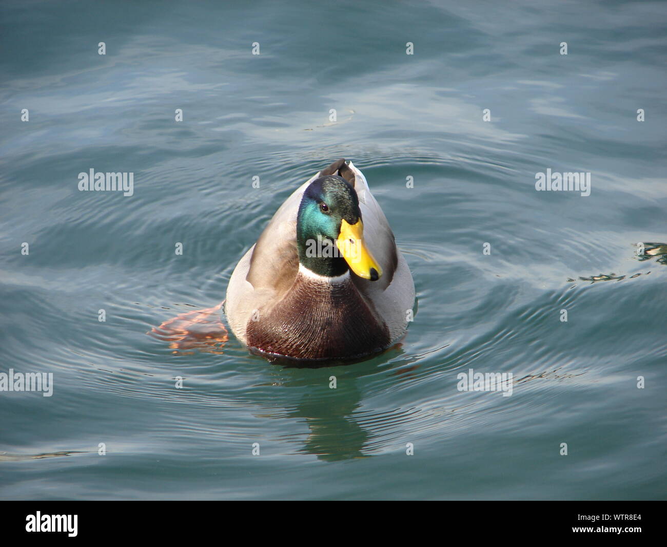 Duck Swimming In Water Stock Photo Alamy