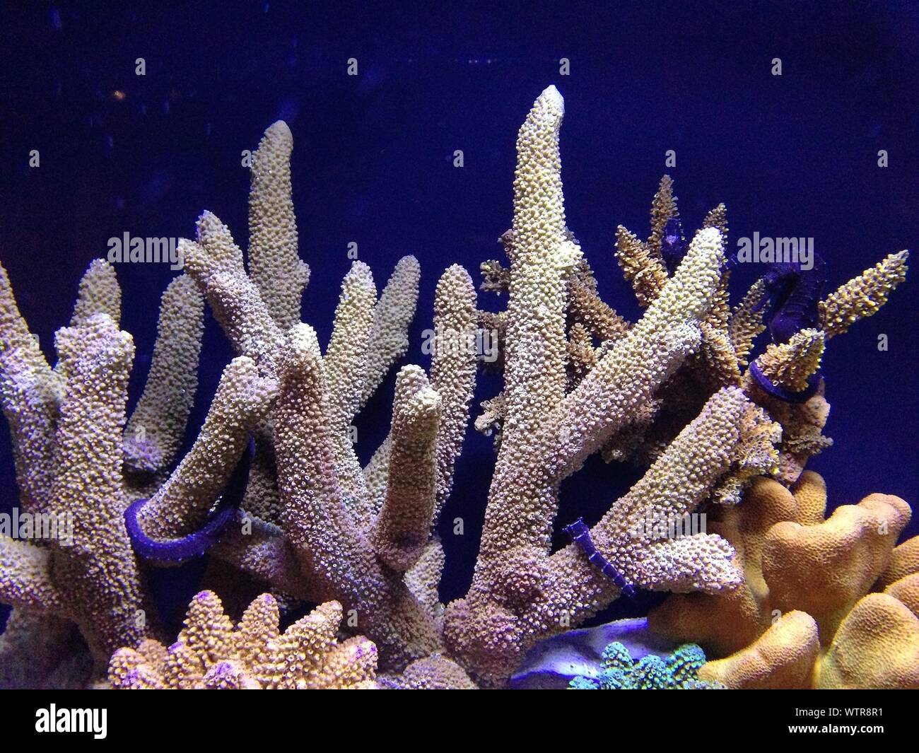 Branching Hard Coral In Sea Stock Photo