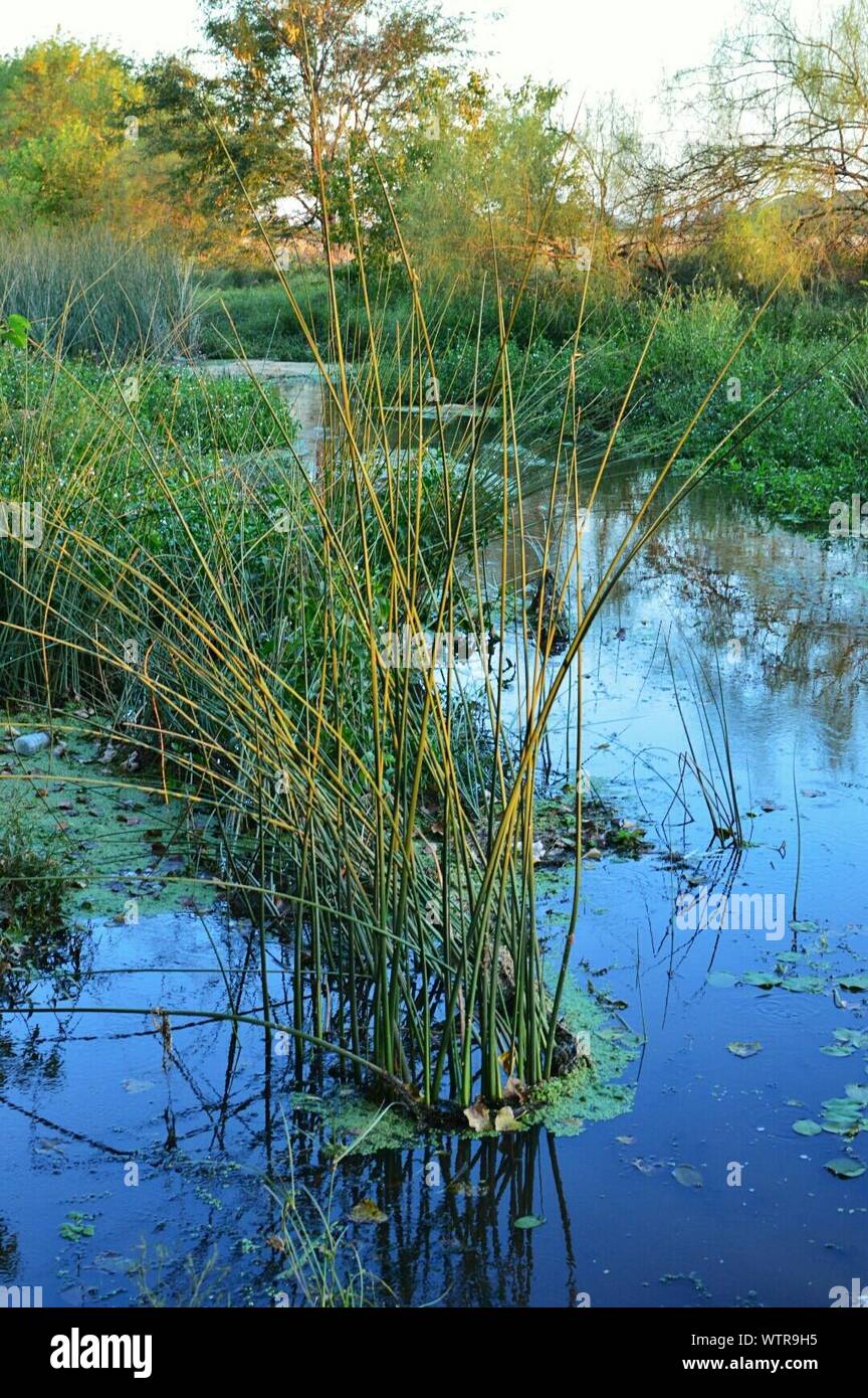 Green reeds pond hires stock photography and images Alamy