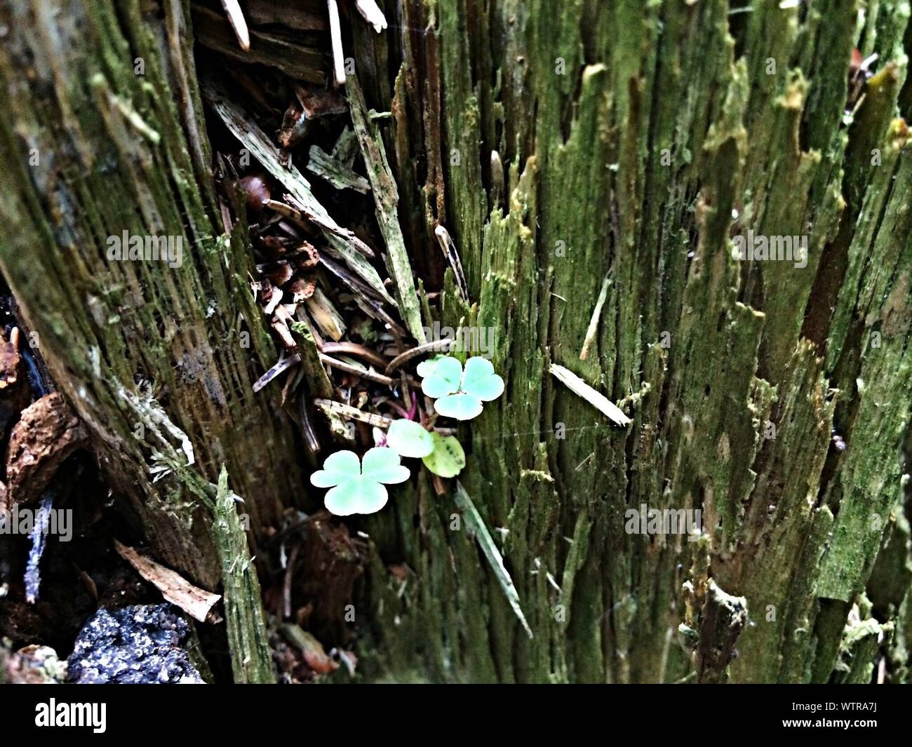 Broken Clover High Resolution Stock Photography And Images Alamy broken-clover-high-resolution-stock-photography-and-images-alamy