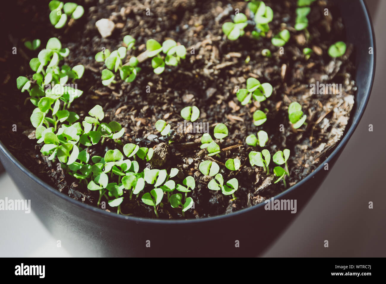 pot of small basil seedlings and leaves by the window, shot indoor
