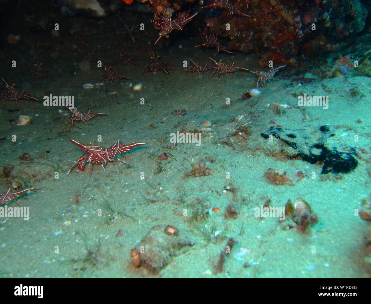Sea Animals On Ocean Floor Stock Photo