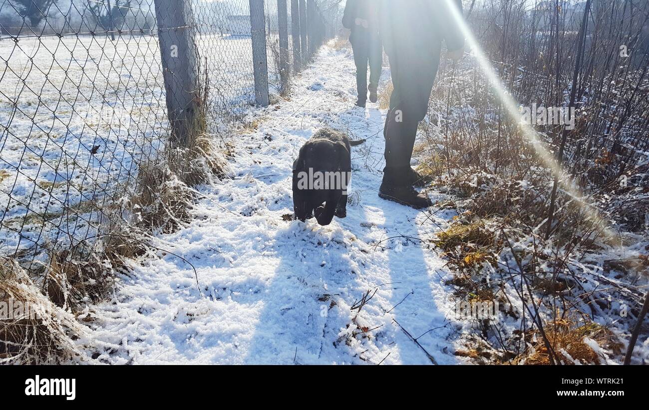 Dog Walking In Snow During Winter Stock Photo Alamy
