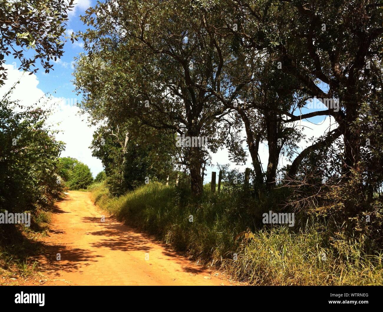 Vanishing Pathway By Trees Stock Photo