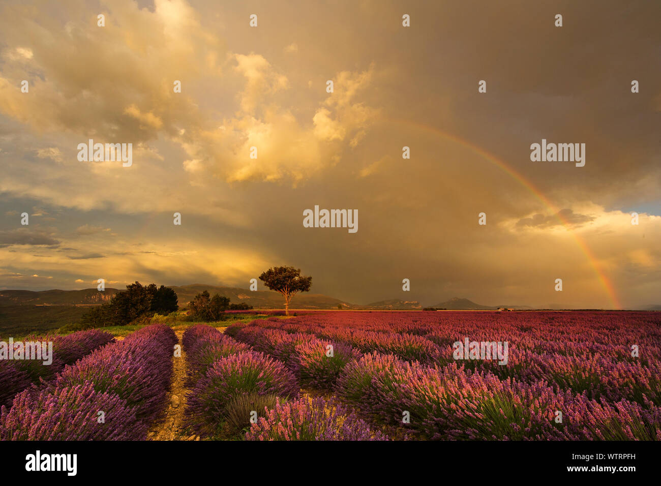 After the storm a rainbow appeared over the lavender in Provence, France and the French Alps. Purple rows of lavender and stormy clouds near Valensole Stock Photo