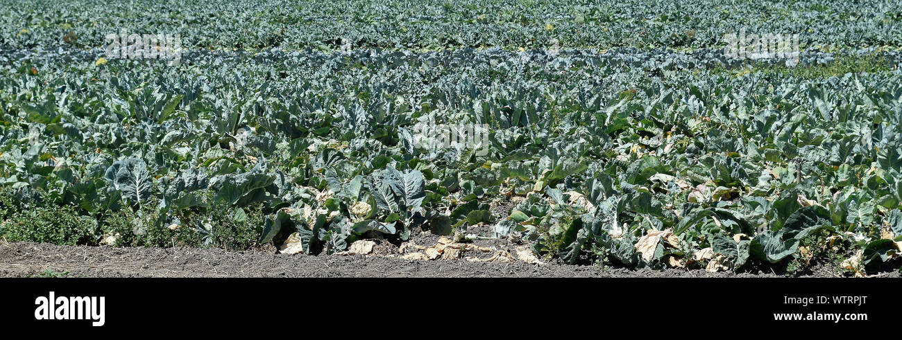 crop next to Ardenwood Historic Farm, Fremont, California Stock Photo