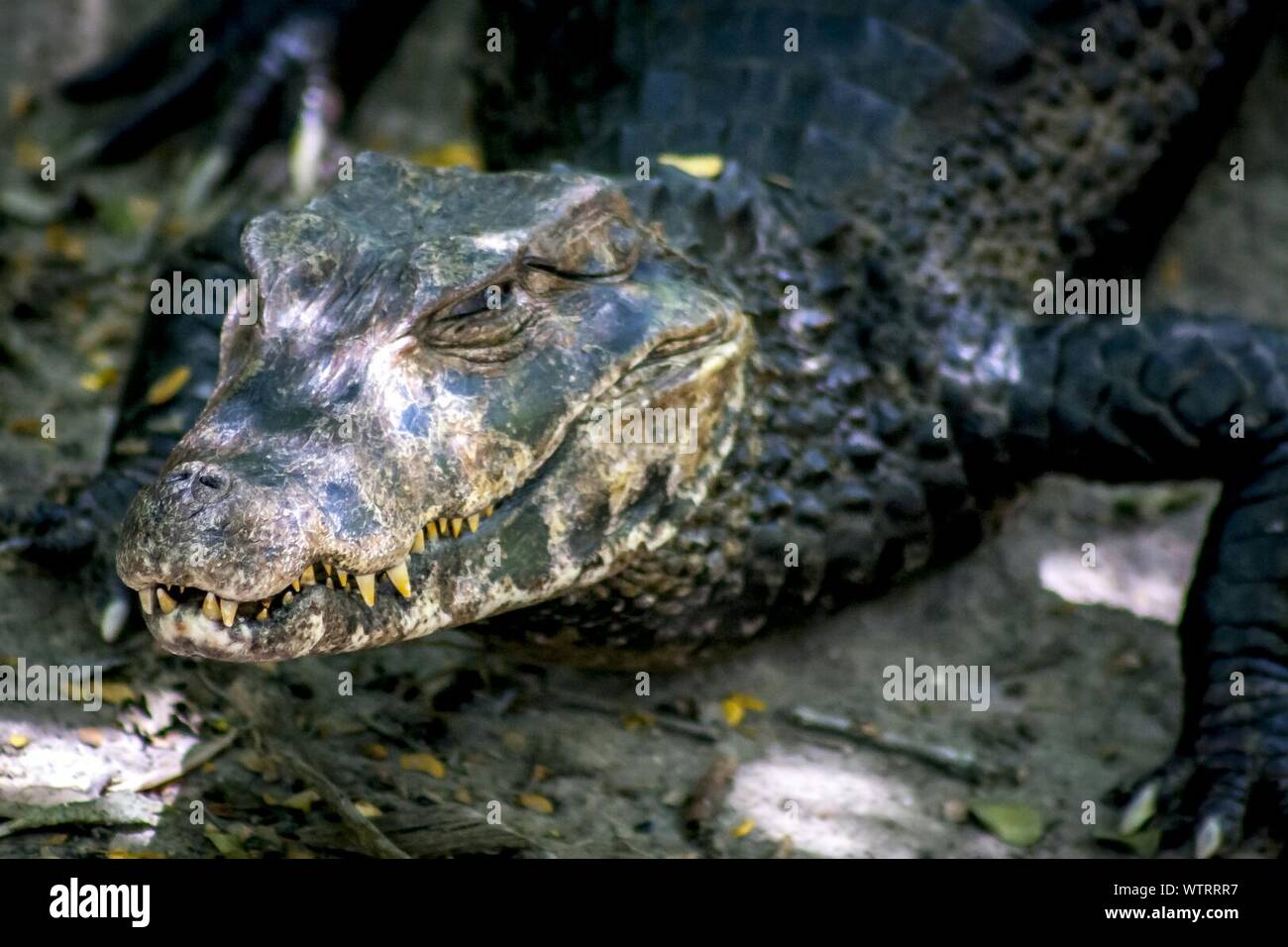Crocodile In River Stock Photo