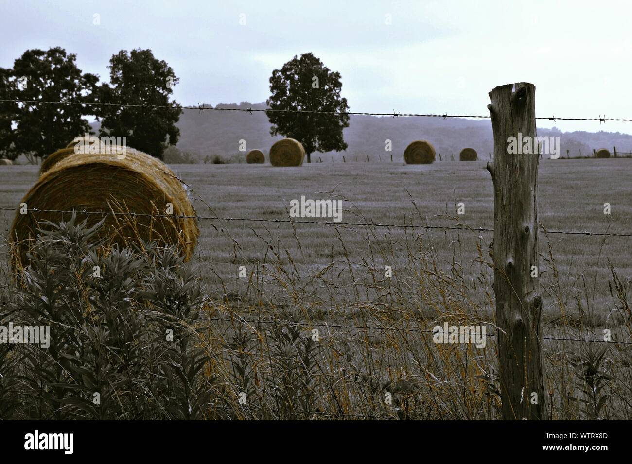 Hay Bales On Field In Front Of Fence Stock Photo Alamy