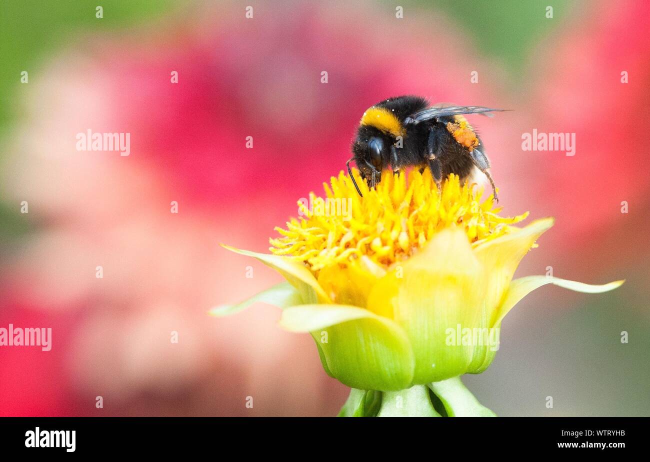Honey Bee Collecting Nectar From Flower Stock Photo