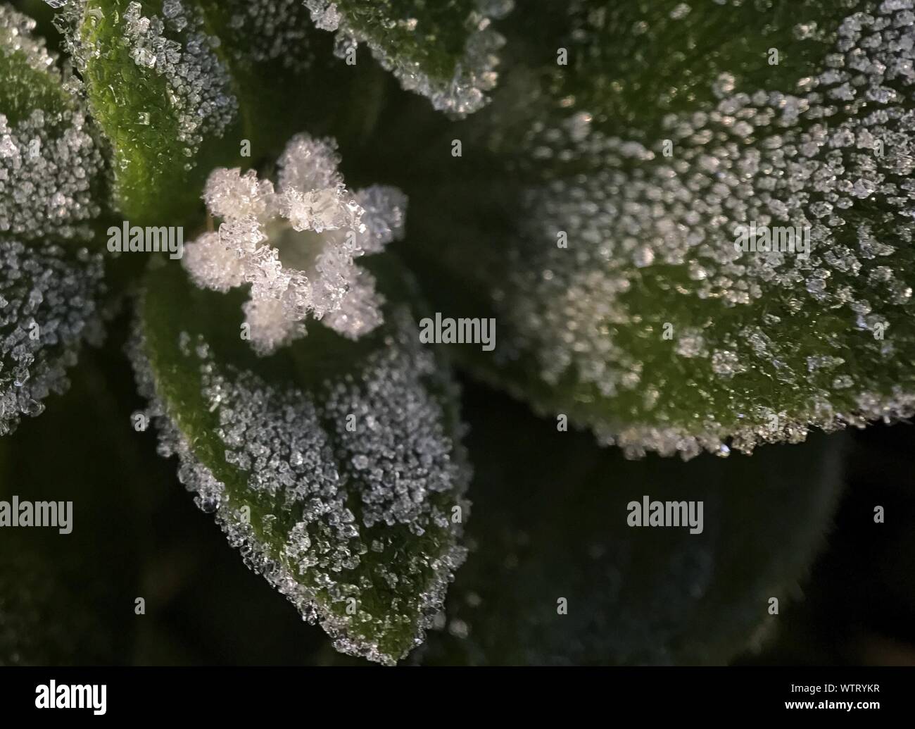 The Ice Plant High Resolution Stock Photography and Images - Alamy