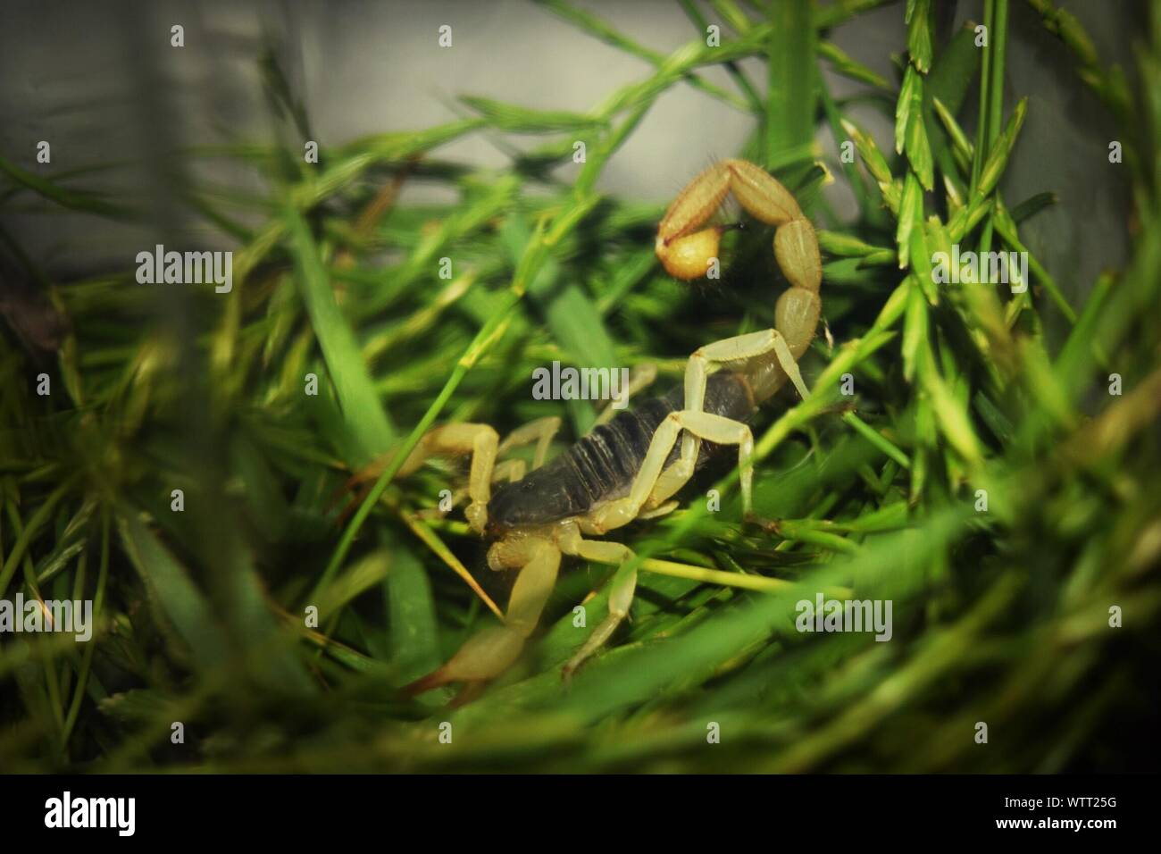 Scorpion Grass High Resolution Stock Photography and Images Alamy