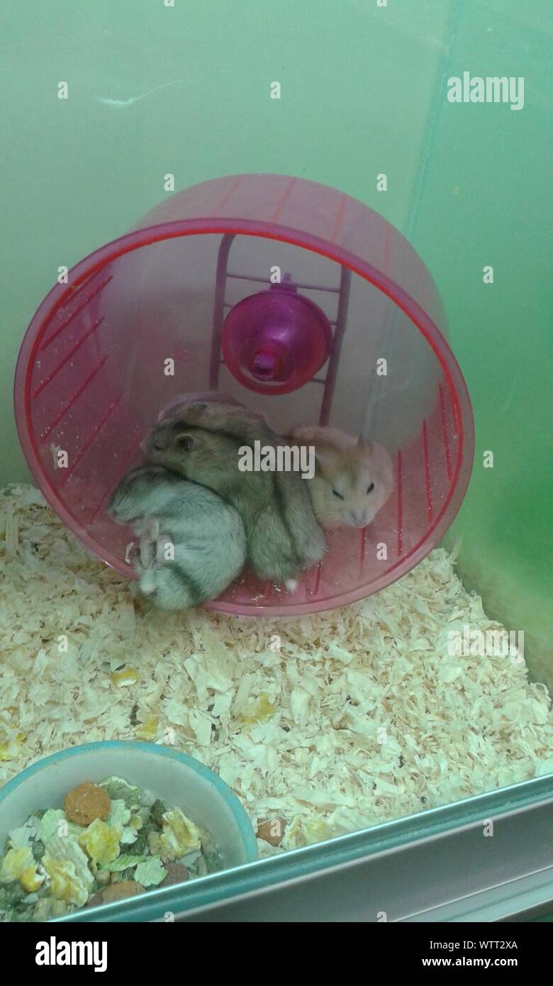 Hamsters In Cage At Pet Shop Stock Photo