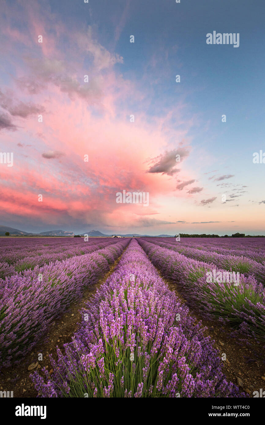 Beautiful sunset with brilliant colorful clouds over the rows of lavender in Provence, France near Valensole. After a storm the clouds turned pink. Stock Photo