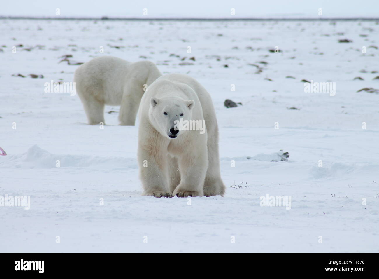 Polar Bear Walking Stock Photo - Alamy