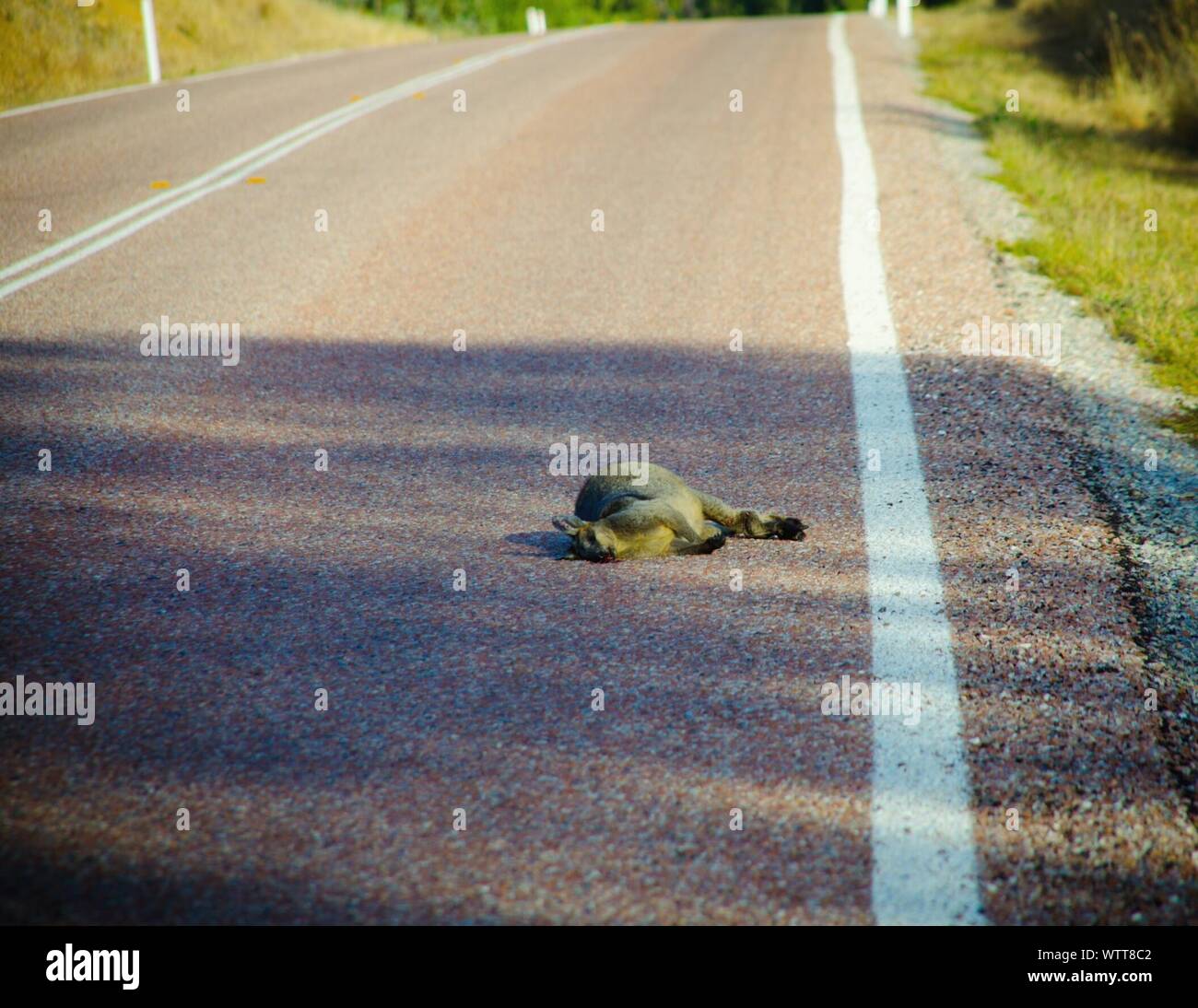 Dead Kangaroo On Road Stock Photo Alamy