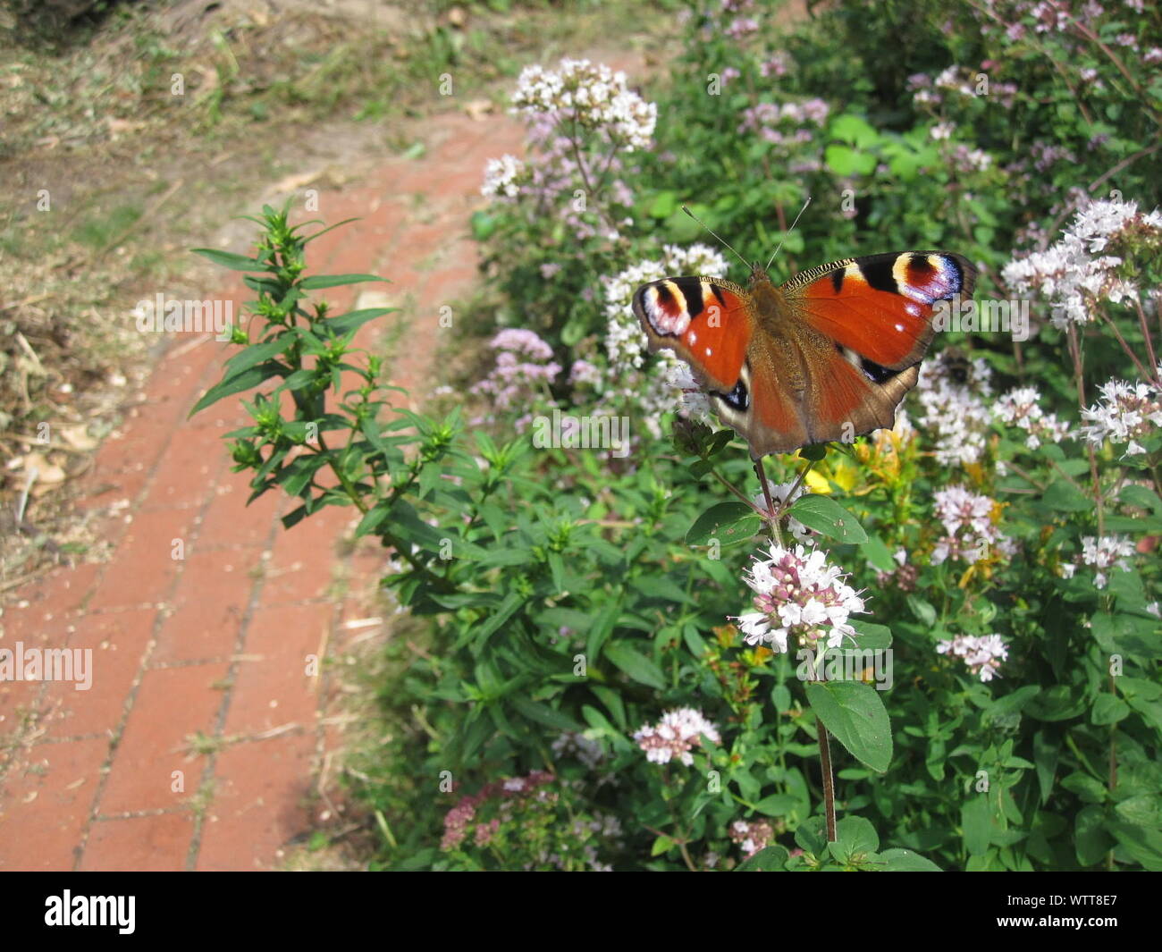 Butterfly in plants hires stock photography and images Alamy