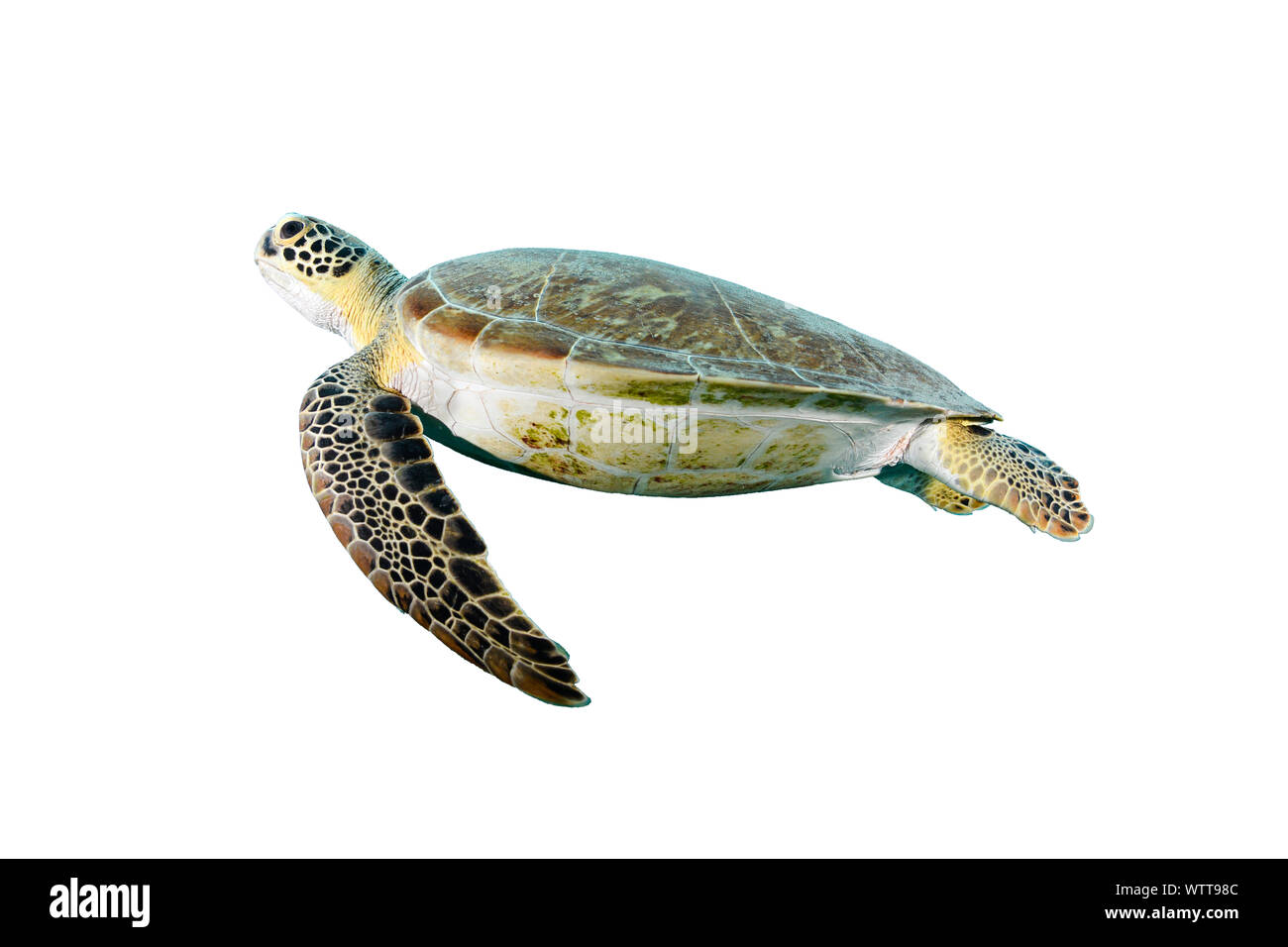 Isolated turtle with white backgroun Stock Photo