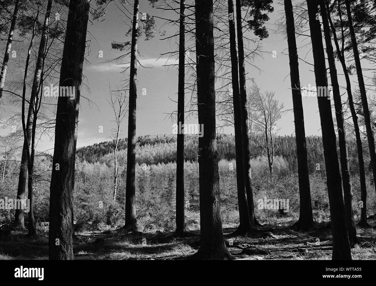 Trees In Forest Stock Photo Alamy