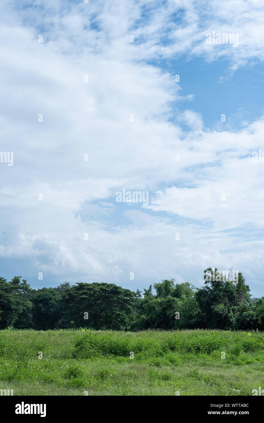 green field with forest tree line horizon in blue cloudy sky day Stock Photo