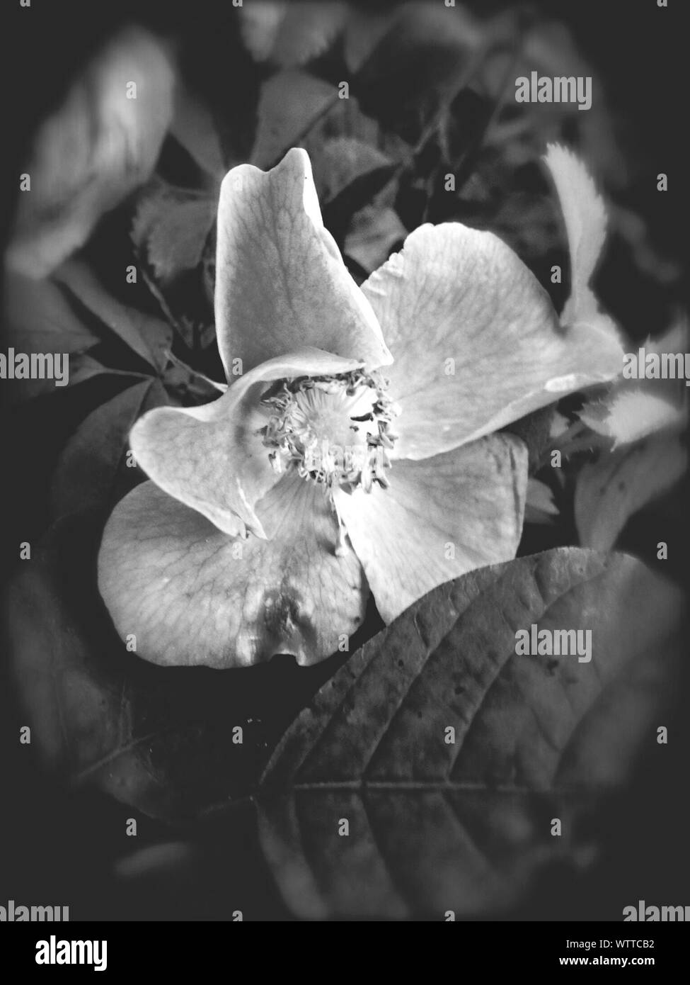 Very fragile Black and White Stock Photos & Images Alamy