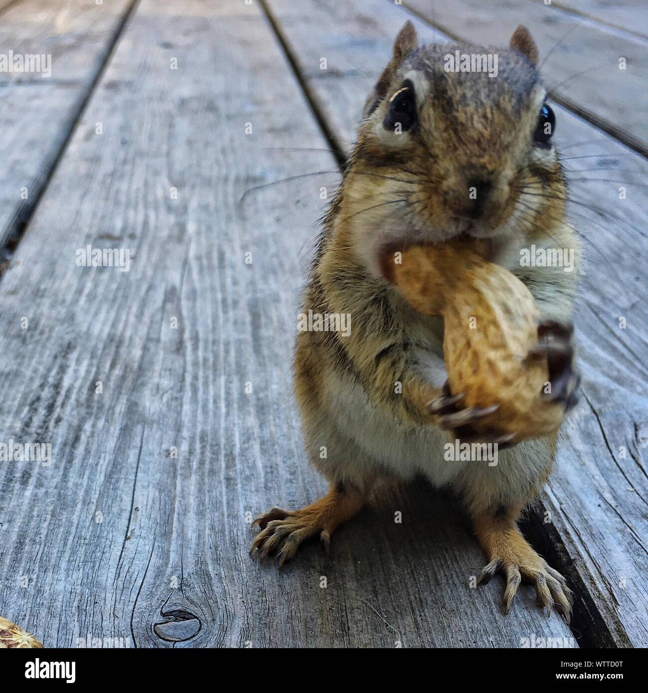 Portrait Of Chipmunk Eating Peanut Stock Photo