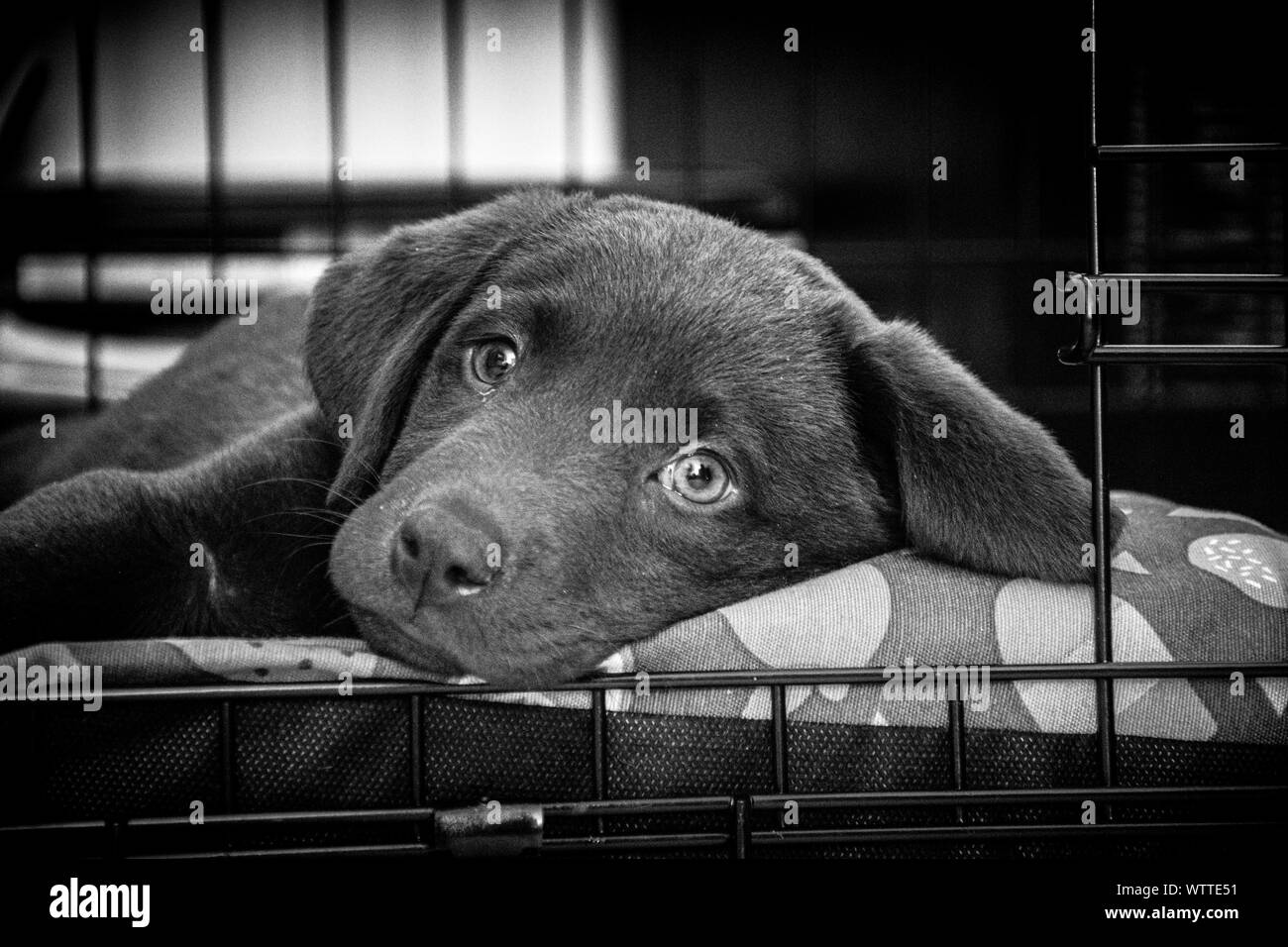 My new pet labrador puppy having a lay down in her new home looking