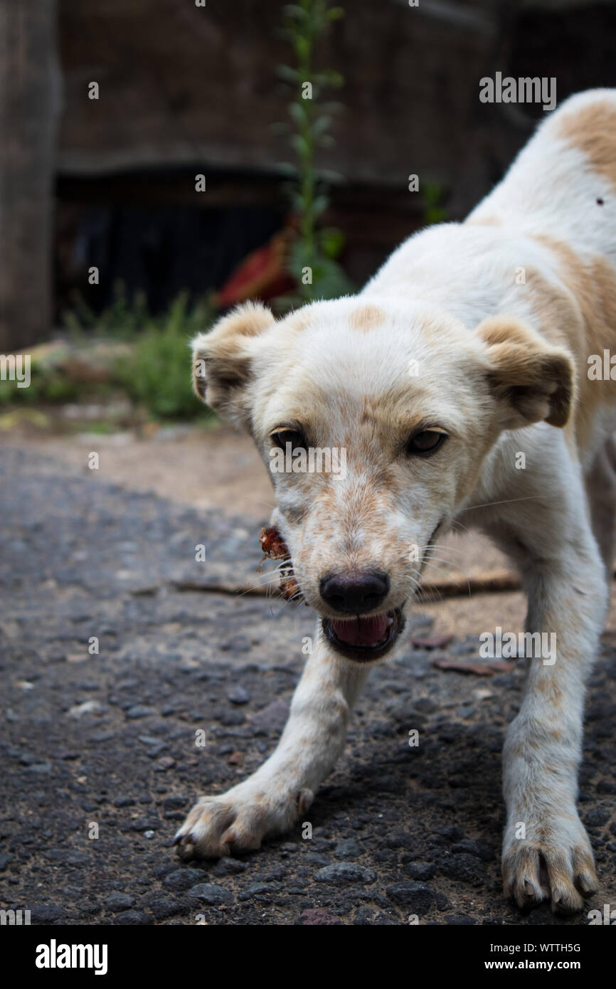 Guatemala street dog hires stock photography and images Alamy