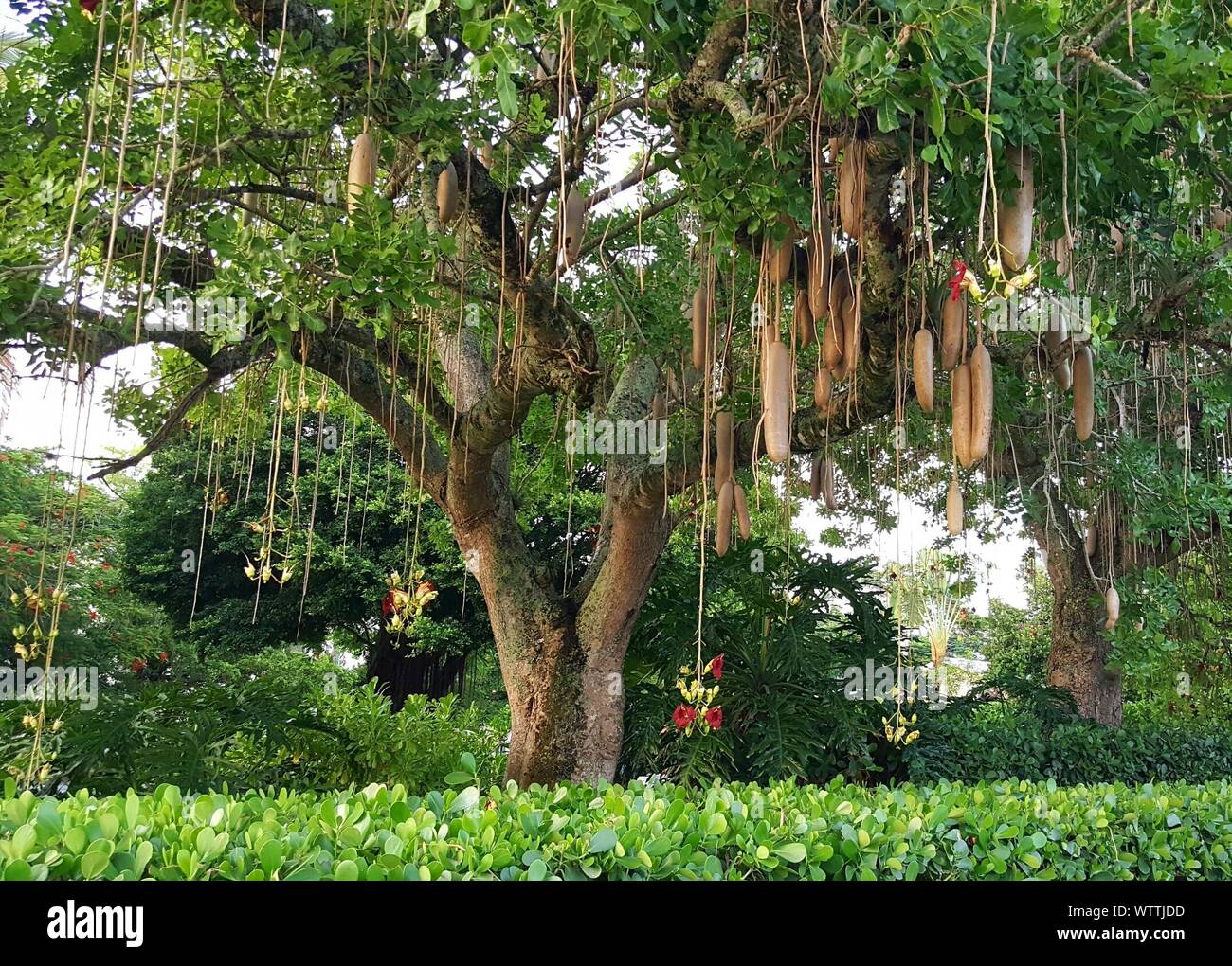 Sausage Tree Growing At Park Stock Photo Alamy