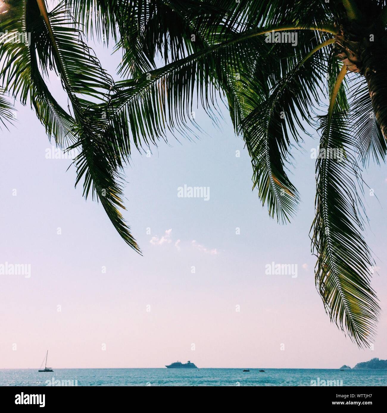 Palm tree transport hires stock photography and images Alamy