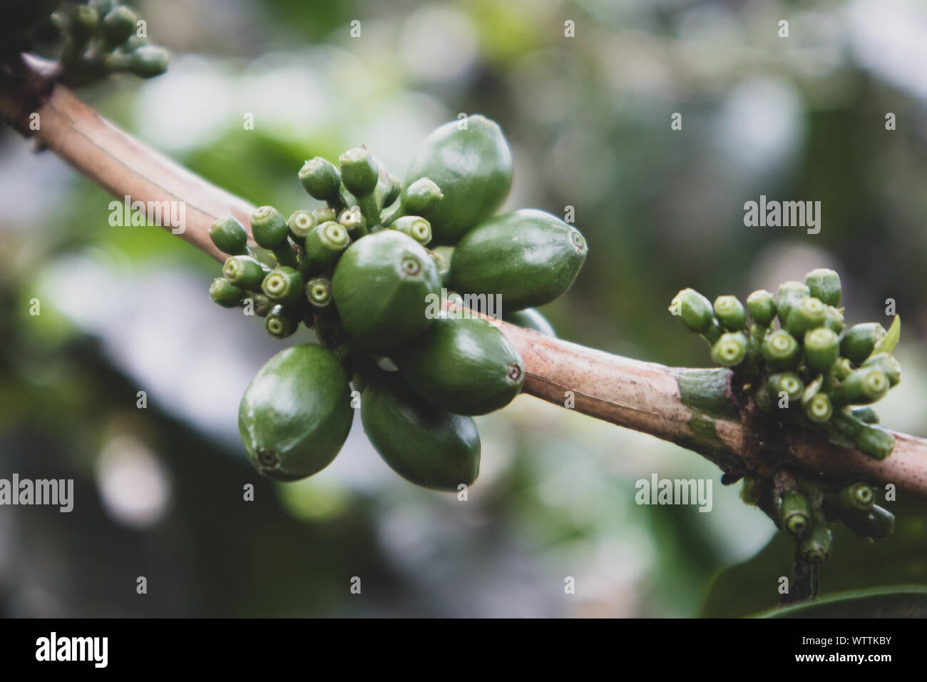 Green Coffee Beans Coffee Plant in Guatemala Stock Photo Alamy