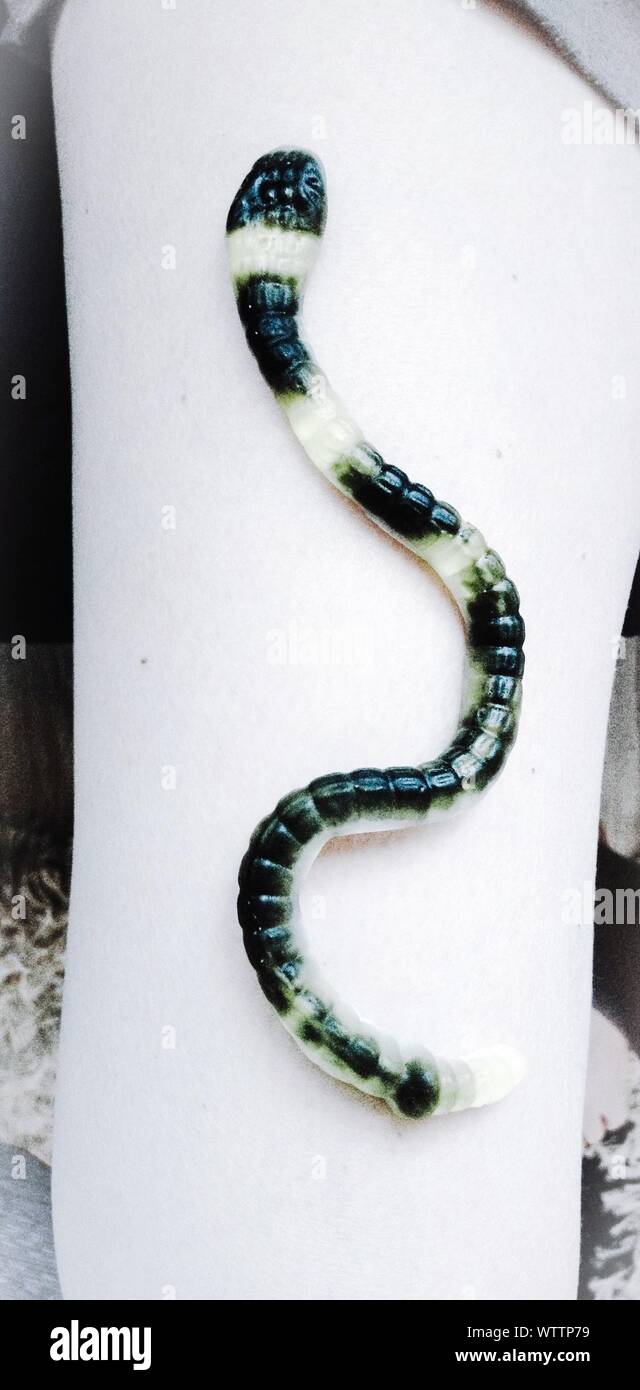 Artificial Snake On Leg Stock Photo Alamy