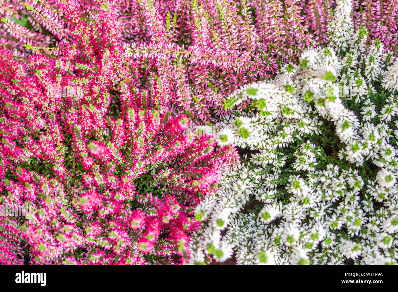 Blooming Heather Calluna, red white small flowers on a bush, background wallpaper top view. Blossom Heather vulgaris, autumn flower Stock Photo
