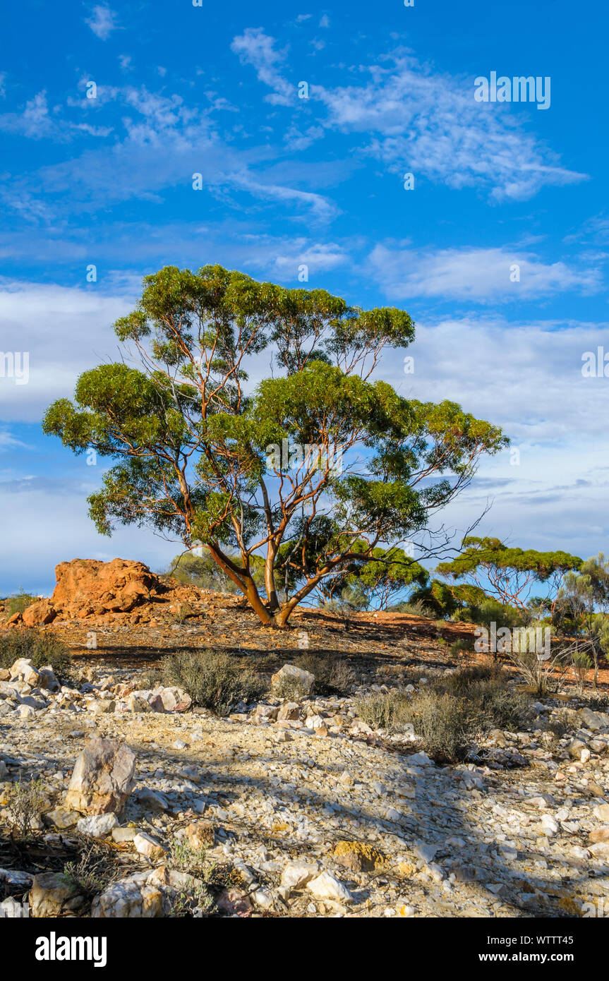 A copper-coloured Gimlet Tree shines beautifully as the sunsets on Niagara Dam in Western Australia. Stock Photo