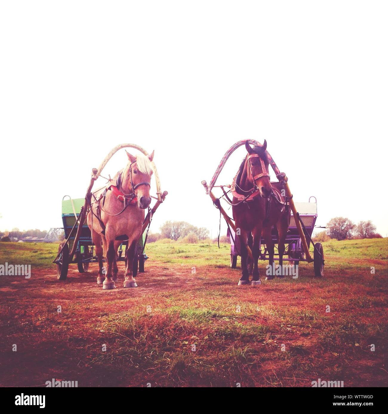 Horse Carts On Field Stock Photo Alamy