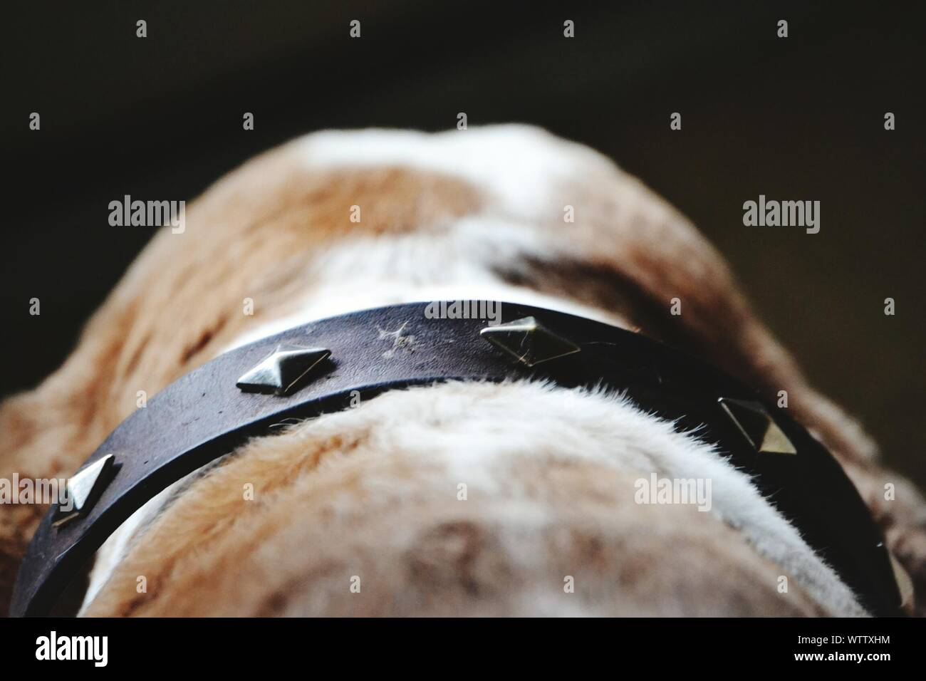 Pet dog tied up hires stock photography and images Alamy