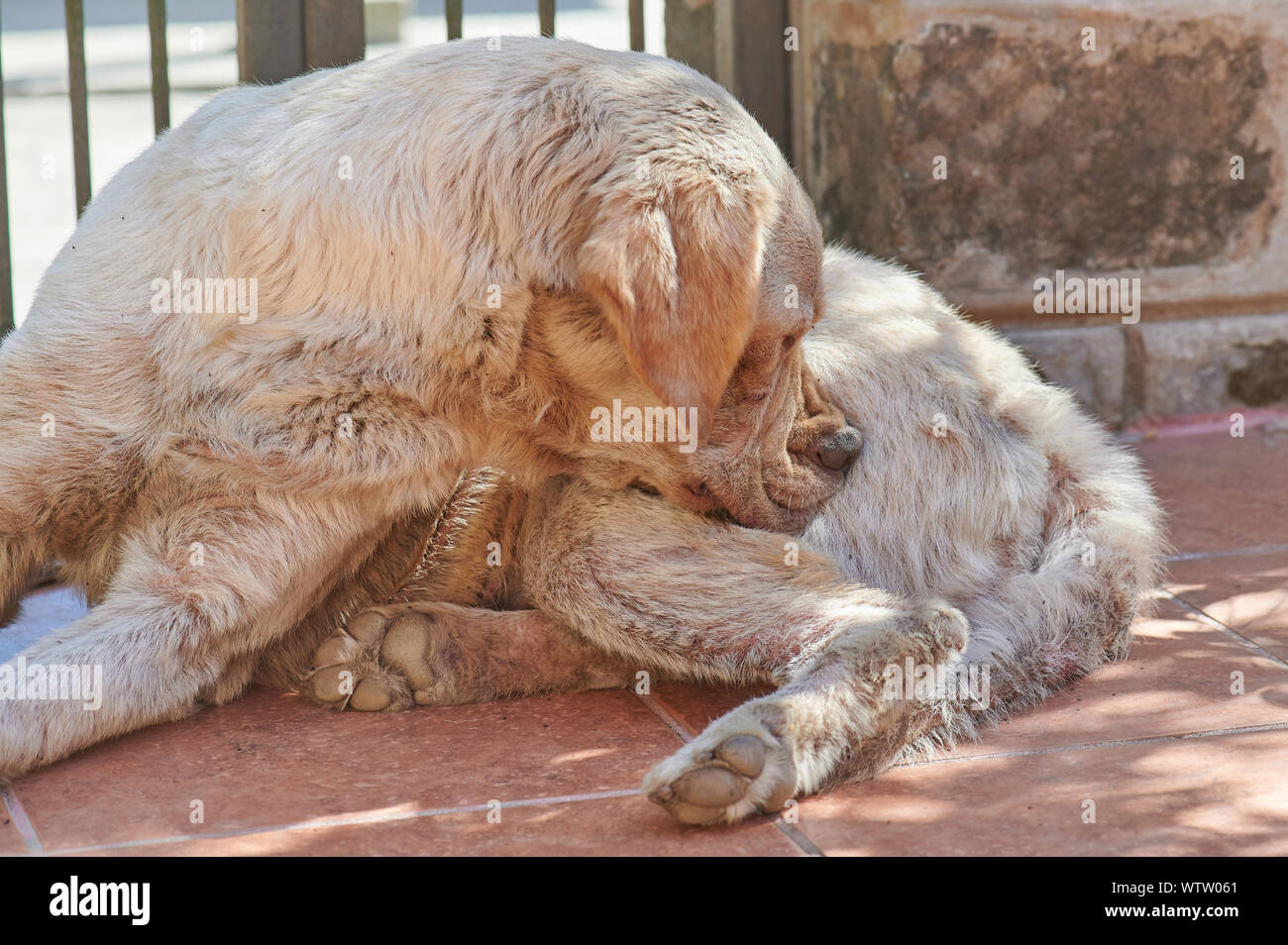 Dog biting his fur. Animal insect parasite theme Stock Photo Alamy